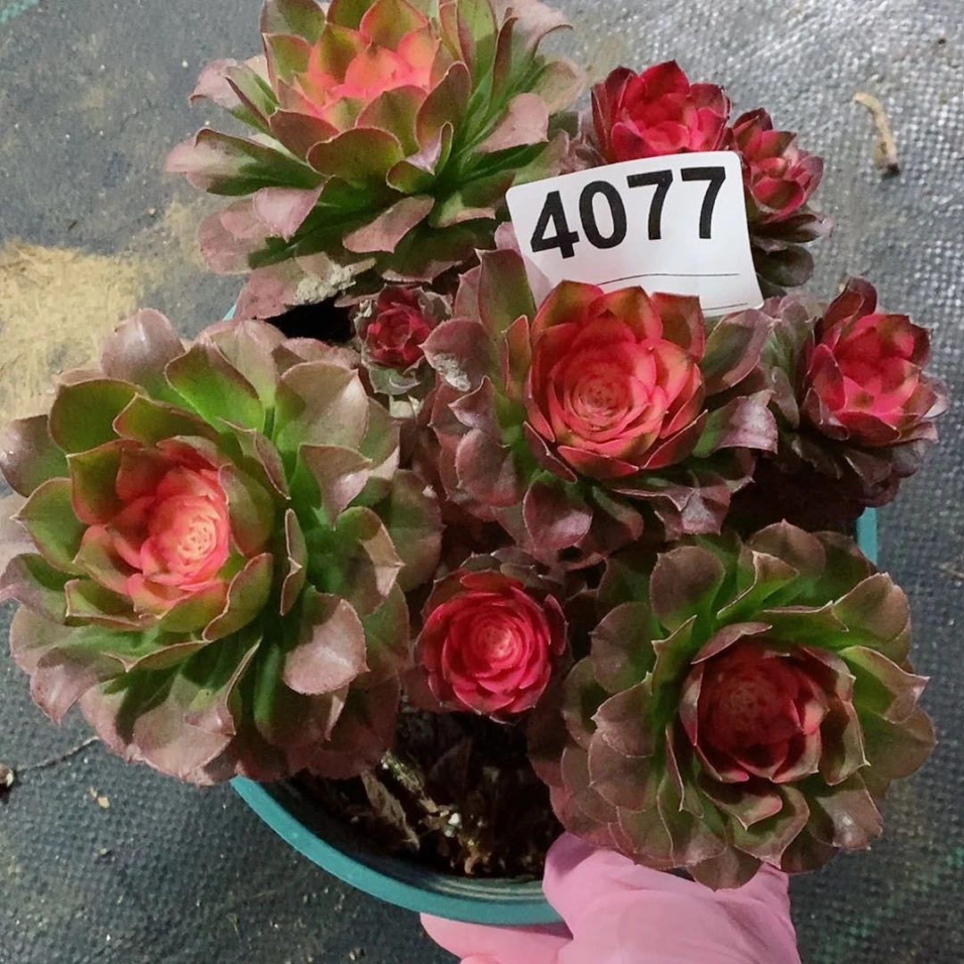 红陶4077荔枝有干伤不包售后