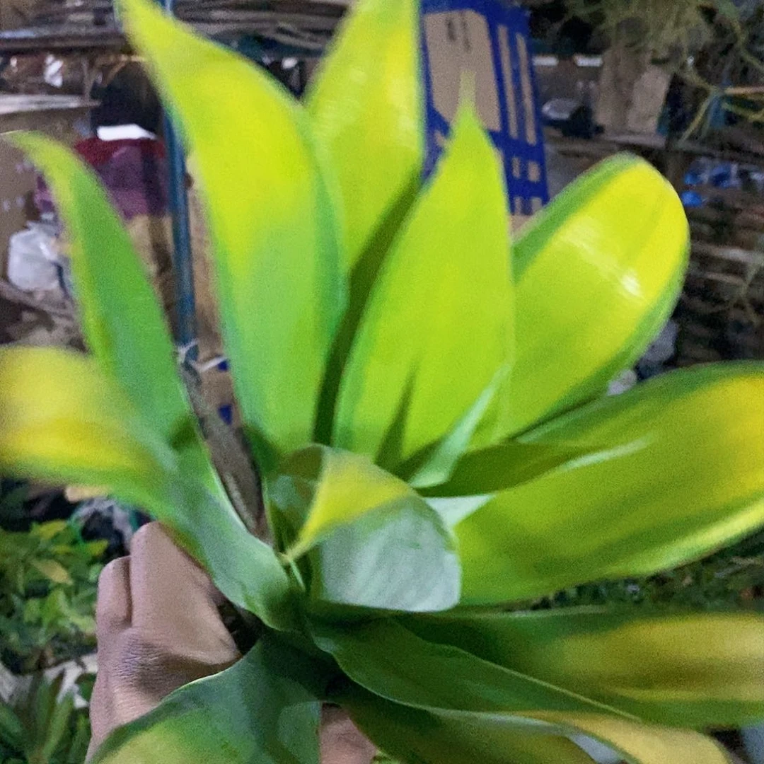 c***y000000000000000