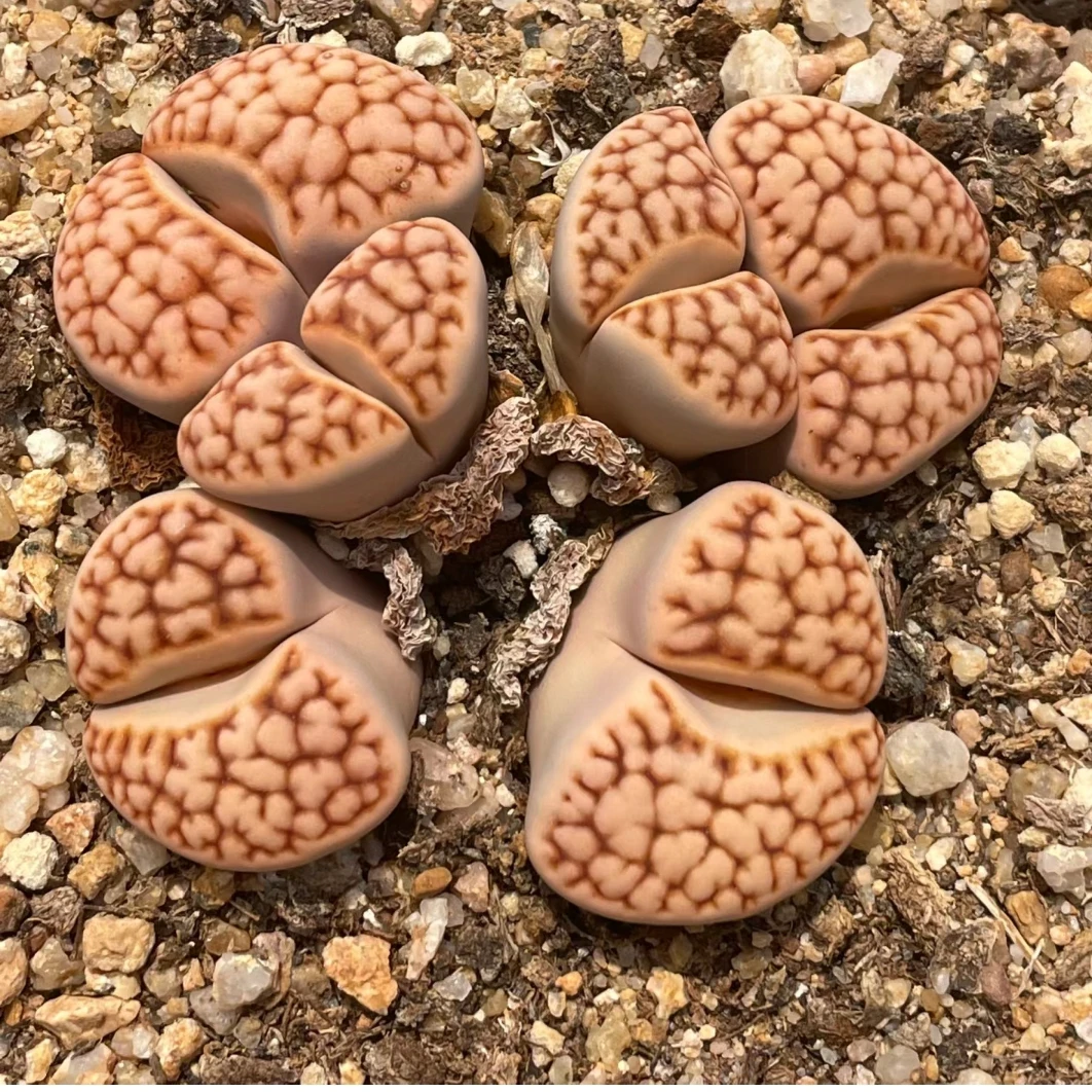 【满9.9包邮】生石花母本群生带盆土多肉植物以直播间展示为主