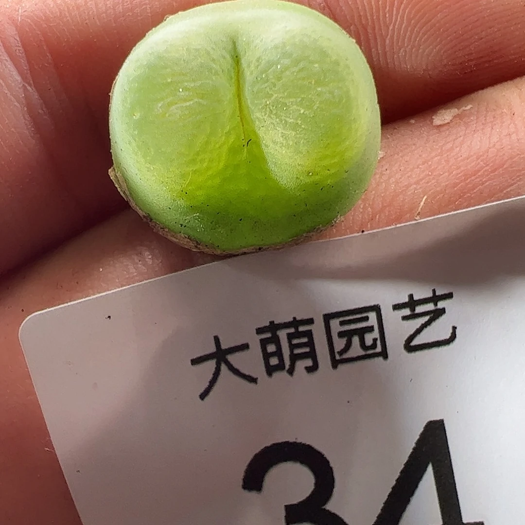 000034 一物一拍冰风铃杂交