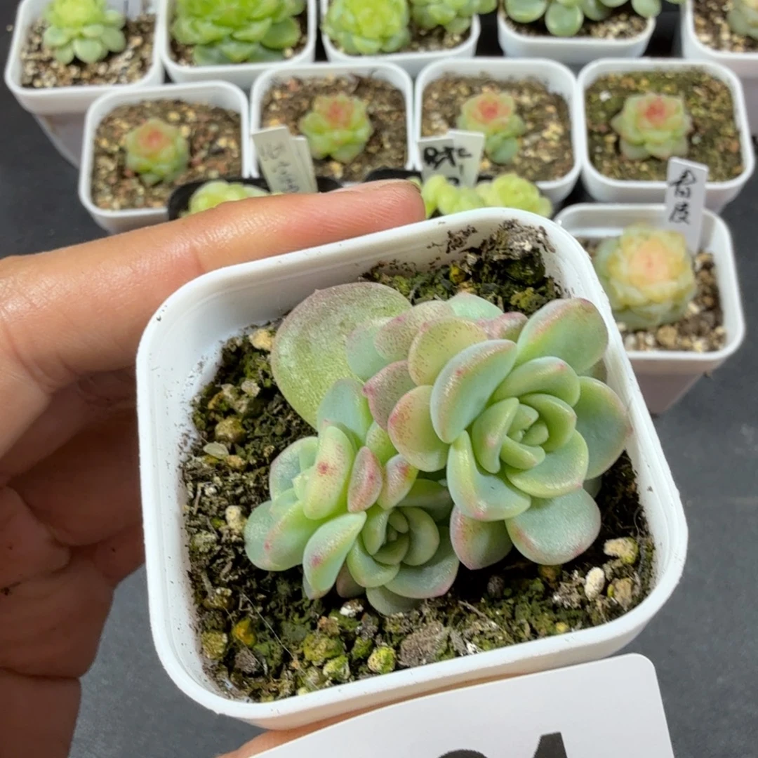 甜心混四头一物一拍084
