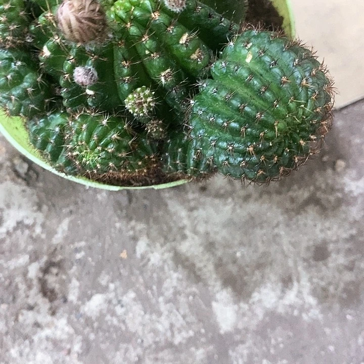 红黑心，5公分左右