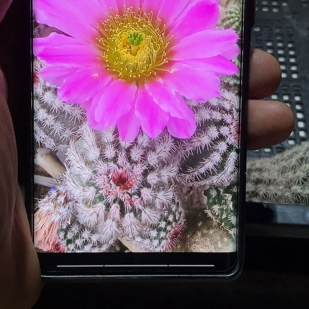 三光虾侧芽 歪 20包邮5公分