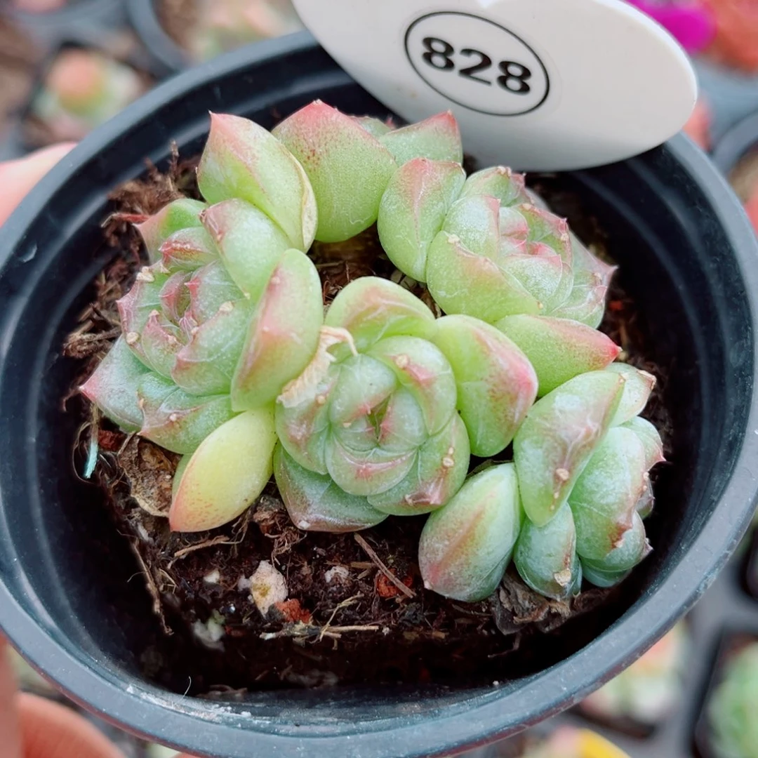 828号小老桩珍妮群