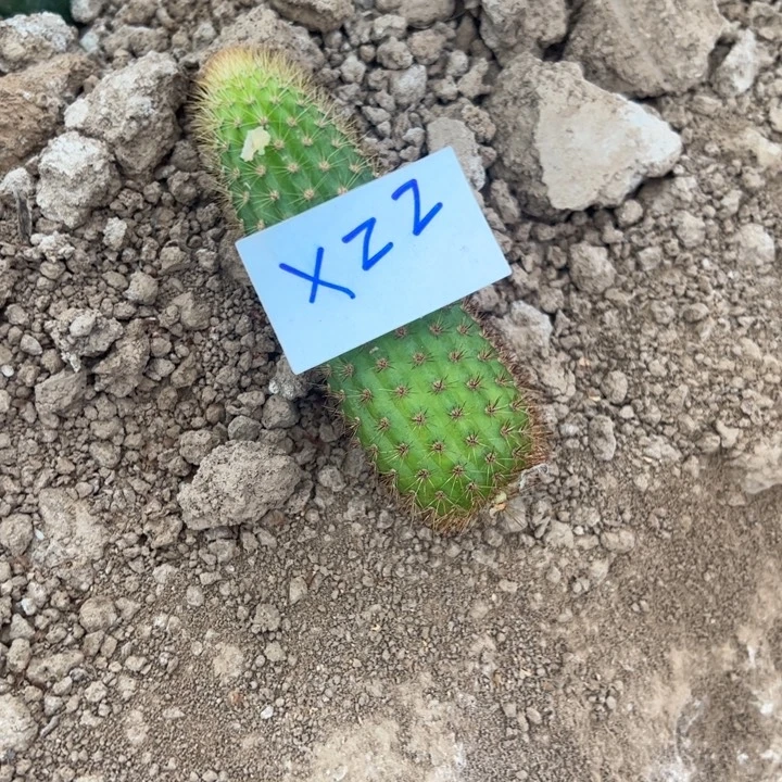 王***菊X22金妞女巫侧芽5