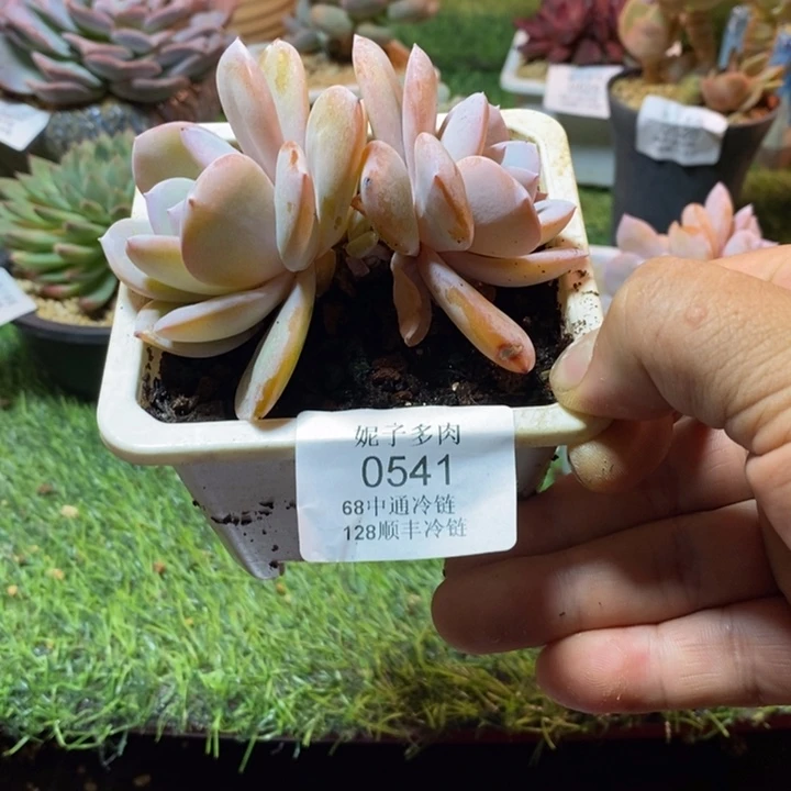 0541啊啊啊啊啊啊啊啊啊
