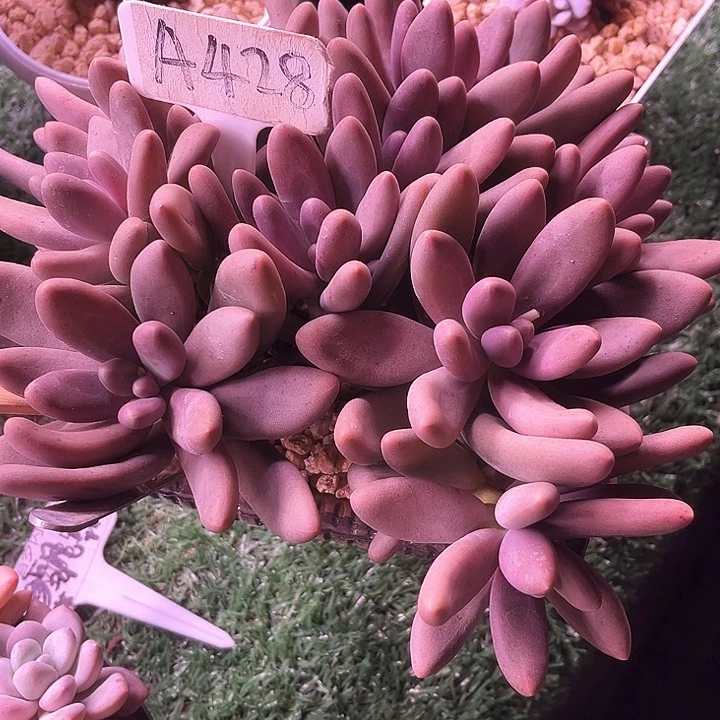 大**李我是第一百个为q w w w w