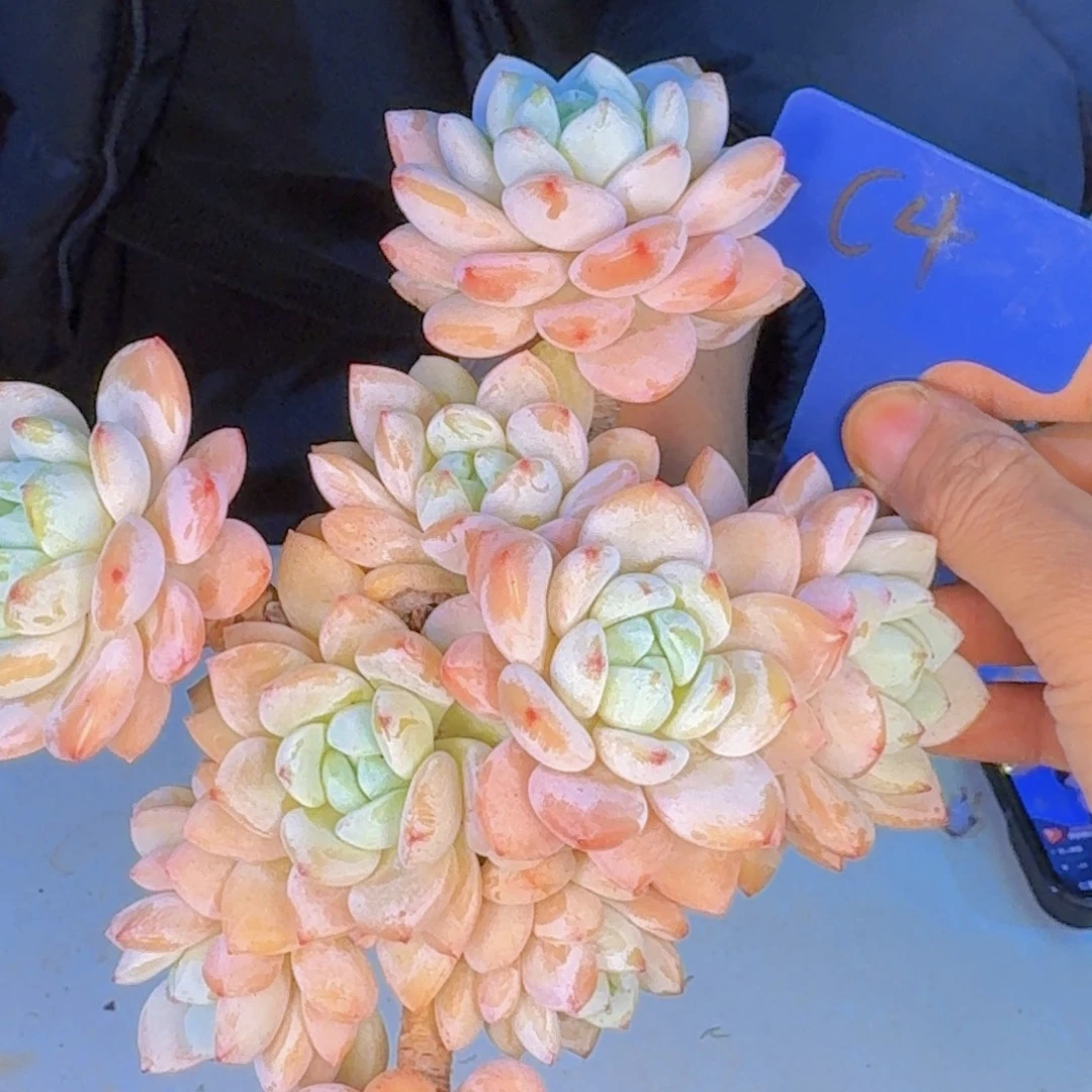 多肉植物的生长发育多肉