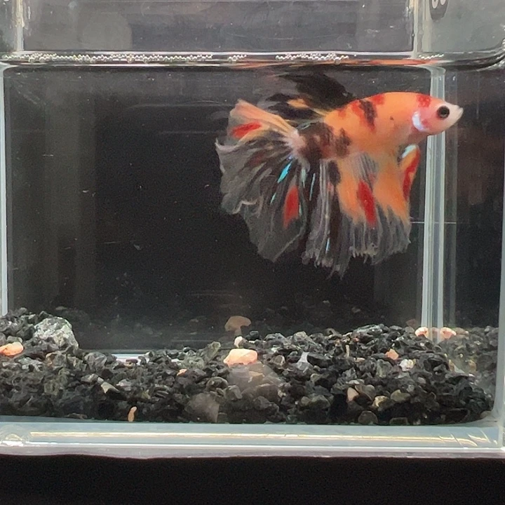 斗鱼一单包邮9日48
