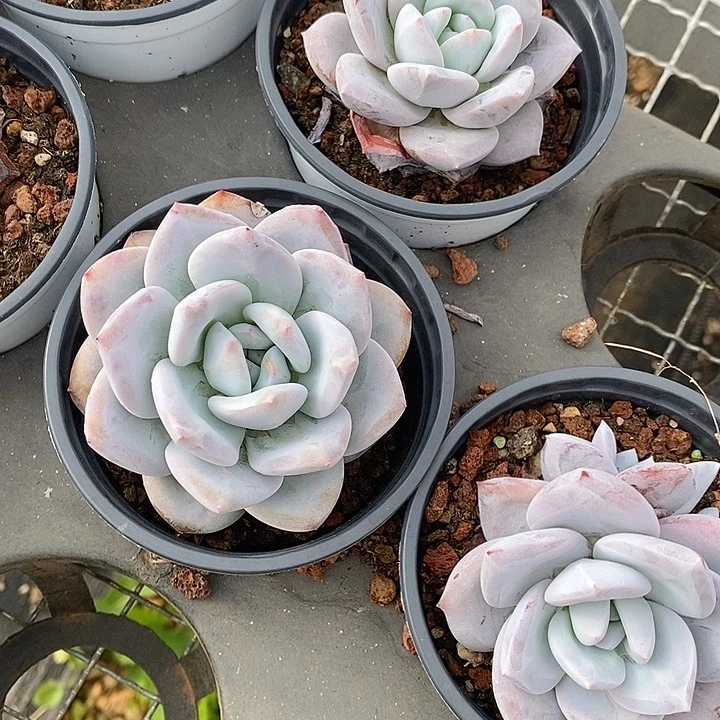 团。嫦娥。福利多多