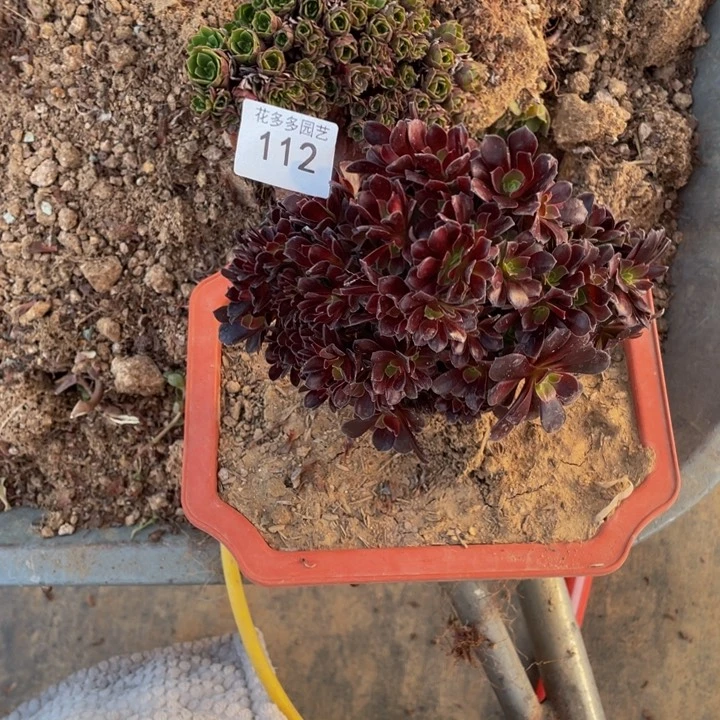 所****?112号俩颗砍头