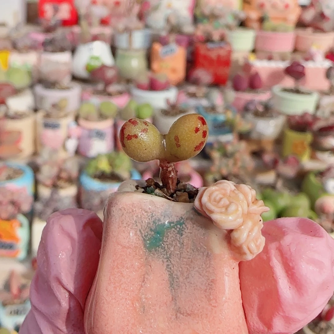 T可爱小黄鱼盆口1cm