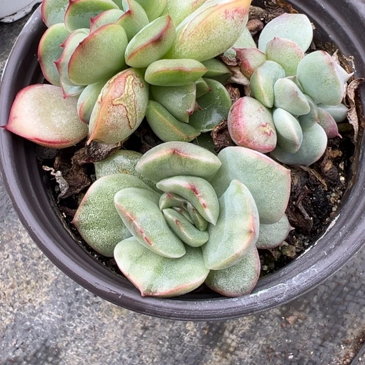 牡丹亭锦多肉植物