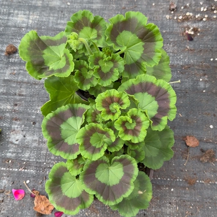 完全开放天竺葵12号