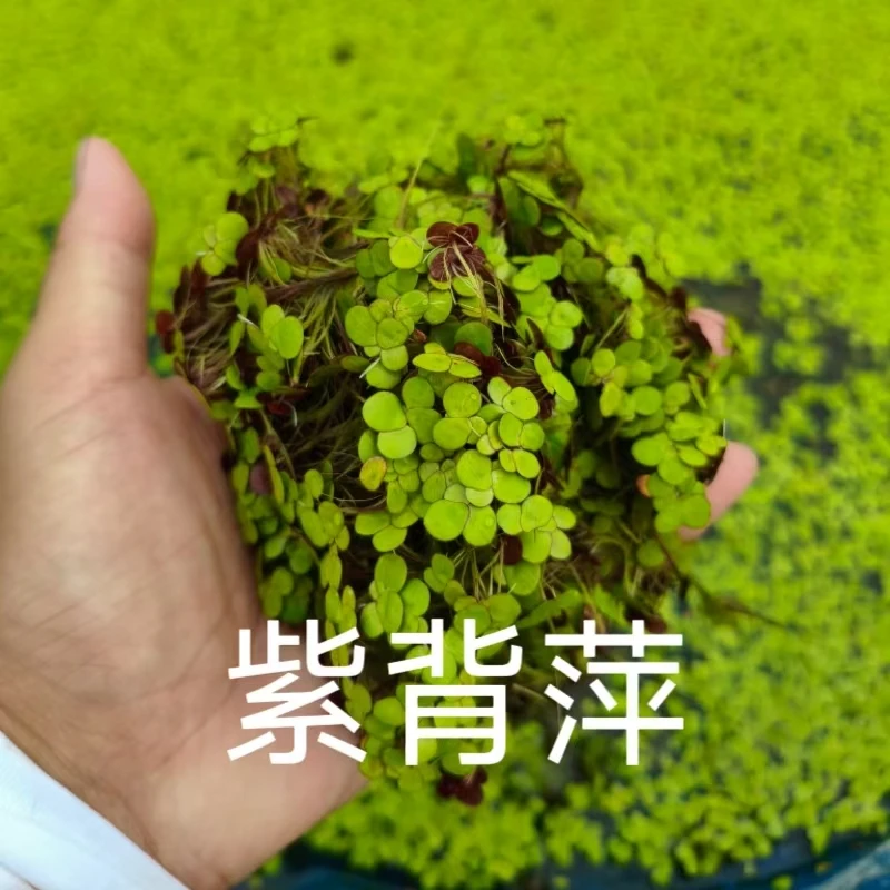 紫背浮萍水草鱼缸造景水培水池装饰小萍子活体植物紫薹养鱼喂乌龟