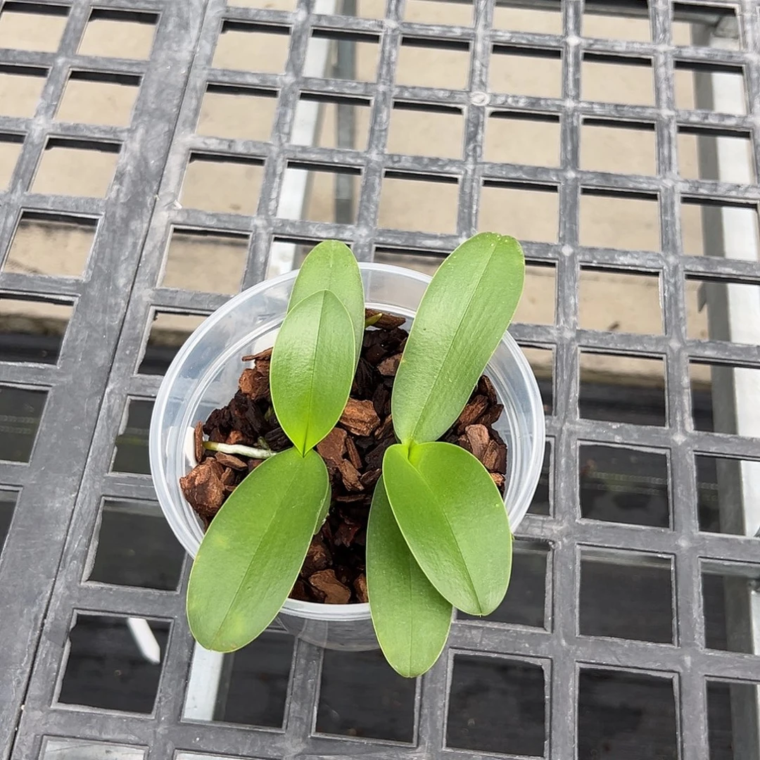 当前无花栽培后可以开花