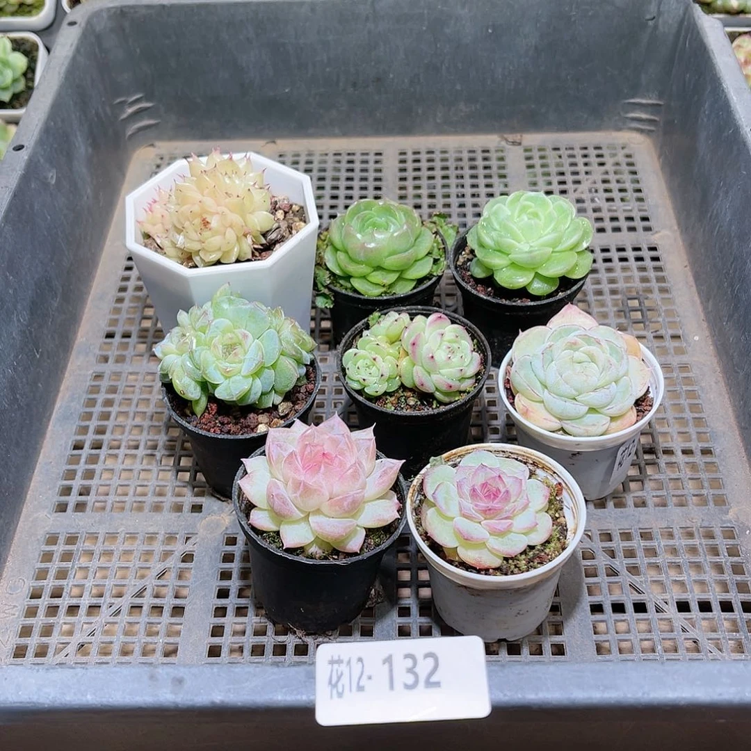 花利美12-132框拍8颗