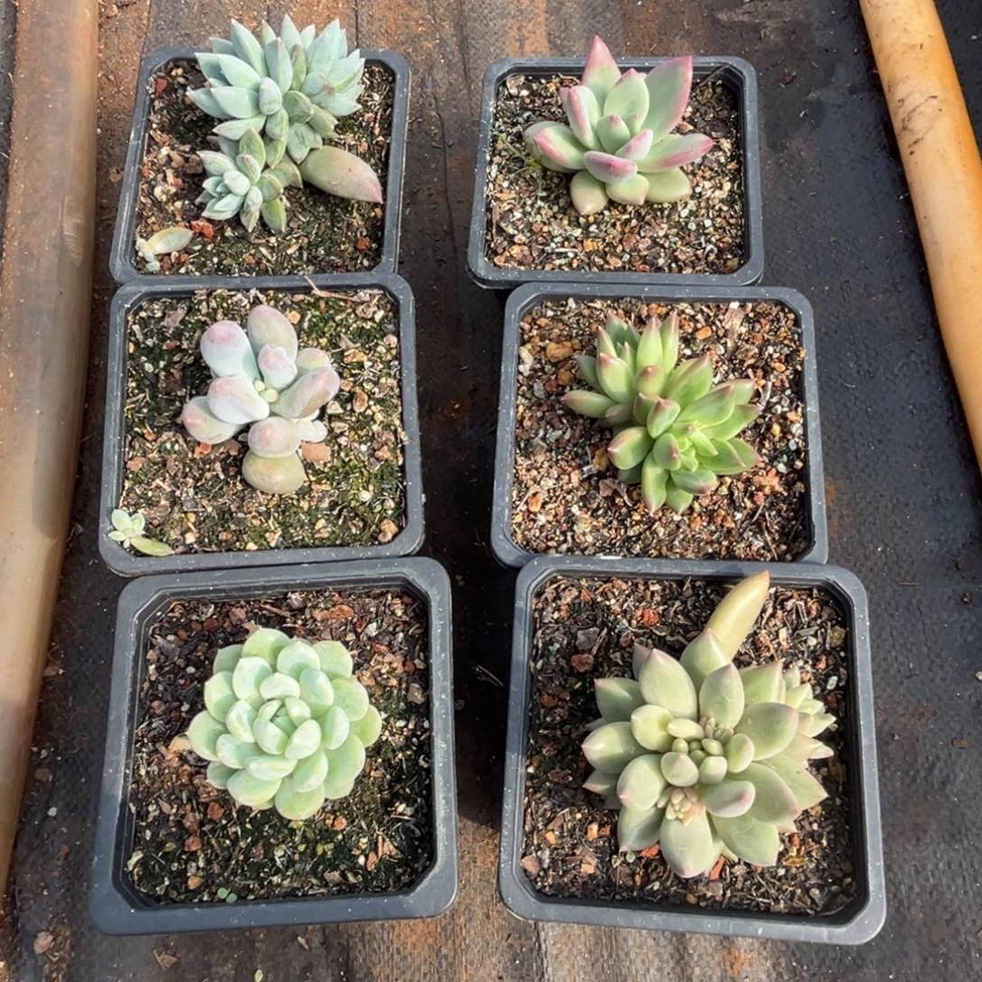 美人系6颗多肉植物