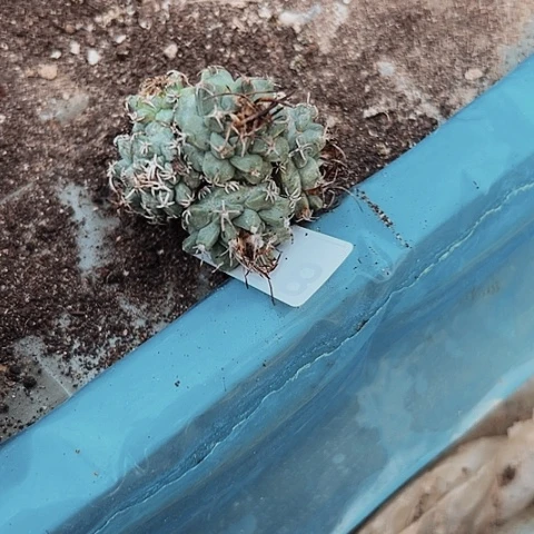 完全开放嫁接娇丽778