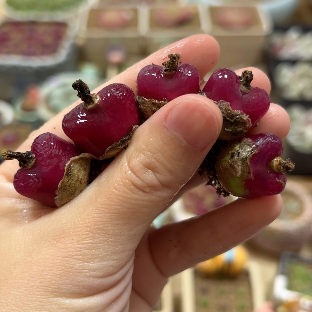 【闪购商品】326 车厘子x5