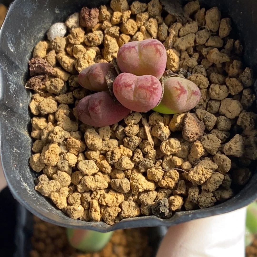 多肉植物肉锥杂交K-4987