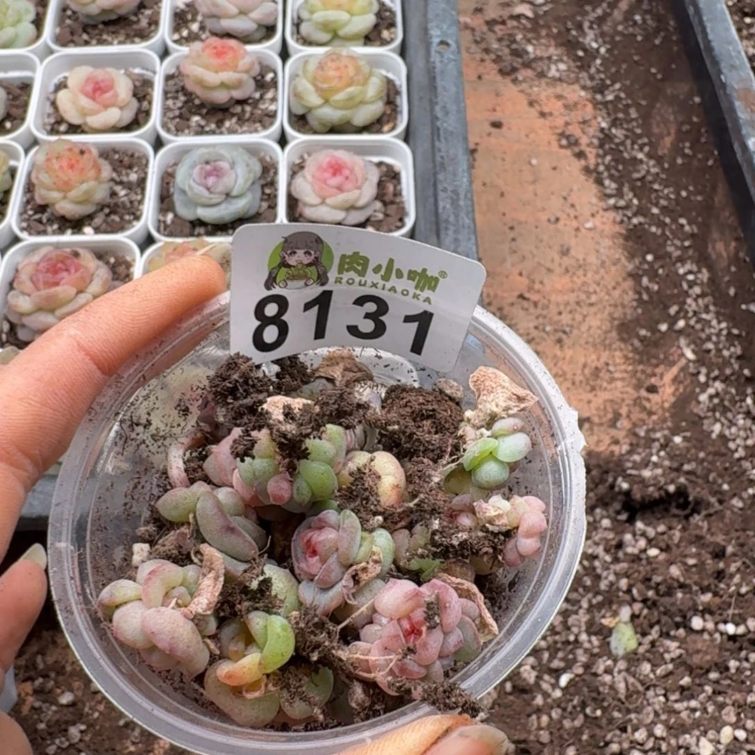 枫***站多肉植物多肉植物