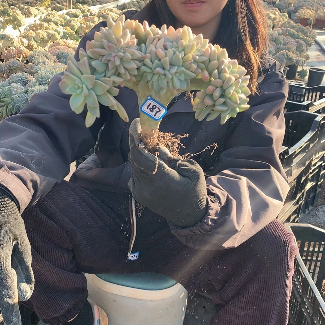 187 淡雪缀 一物一拍