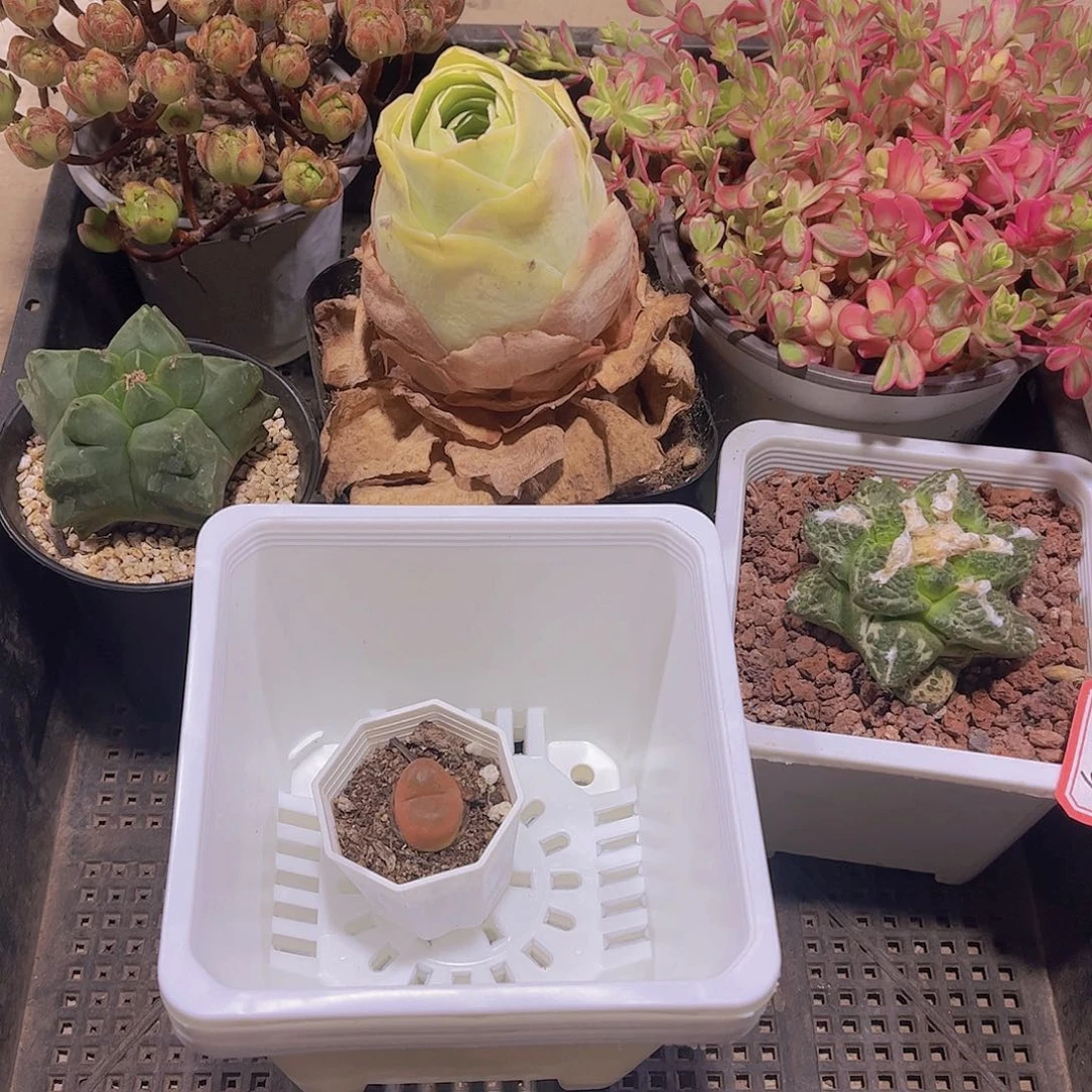 多肉065多肉植物1