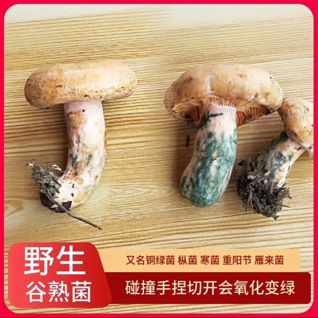 新鲜野生松菌（高原菌）现采现发顺丰冷链航空冷链包邮