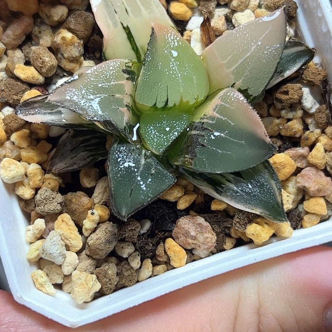 中岛克锦十二卷多肉植物