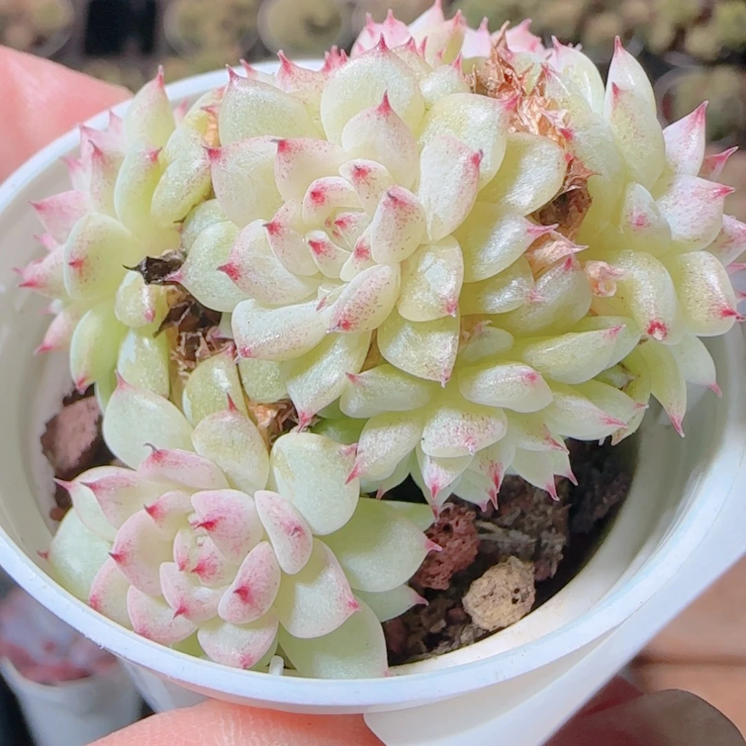 花语逸镜1111-446散