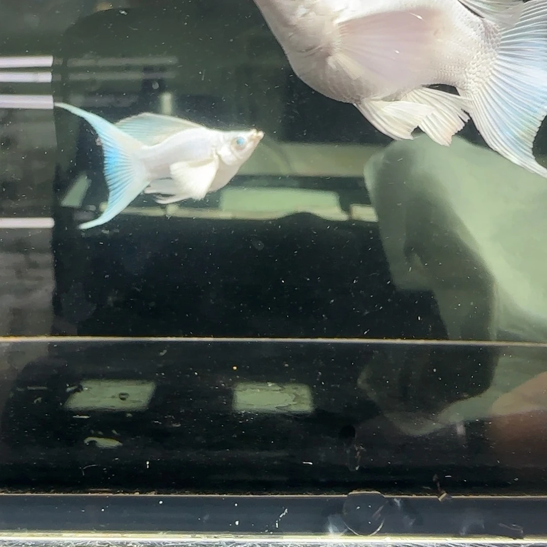 孔雀鱼关注主播可以竞拍