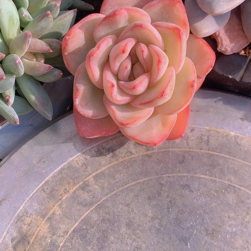 【闪购商品】彩虹泡芙