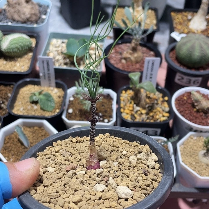 174产地GV豹纹弹簧草