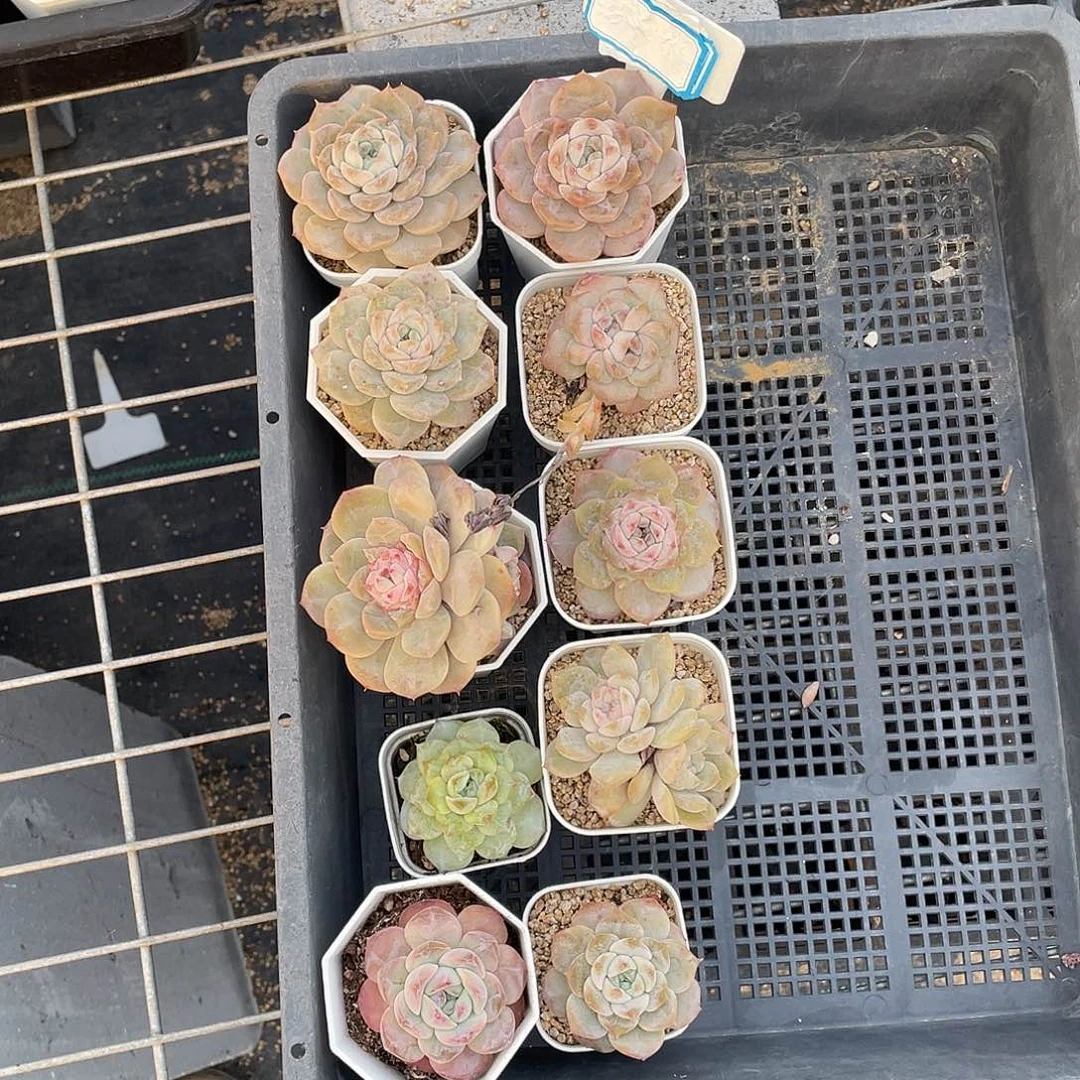 快啊福利！框拍精品