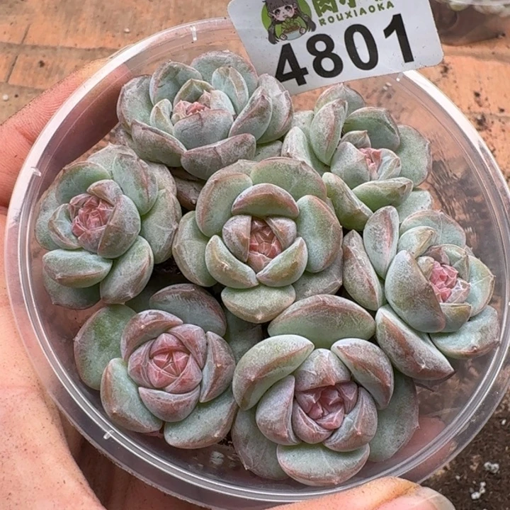 多肉植物多肉植物