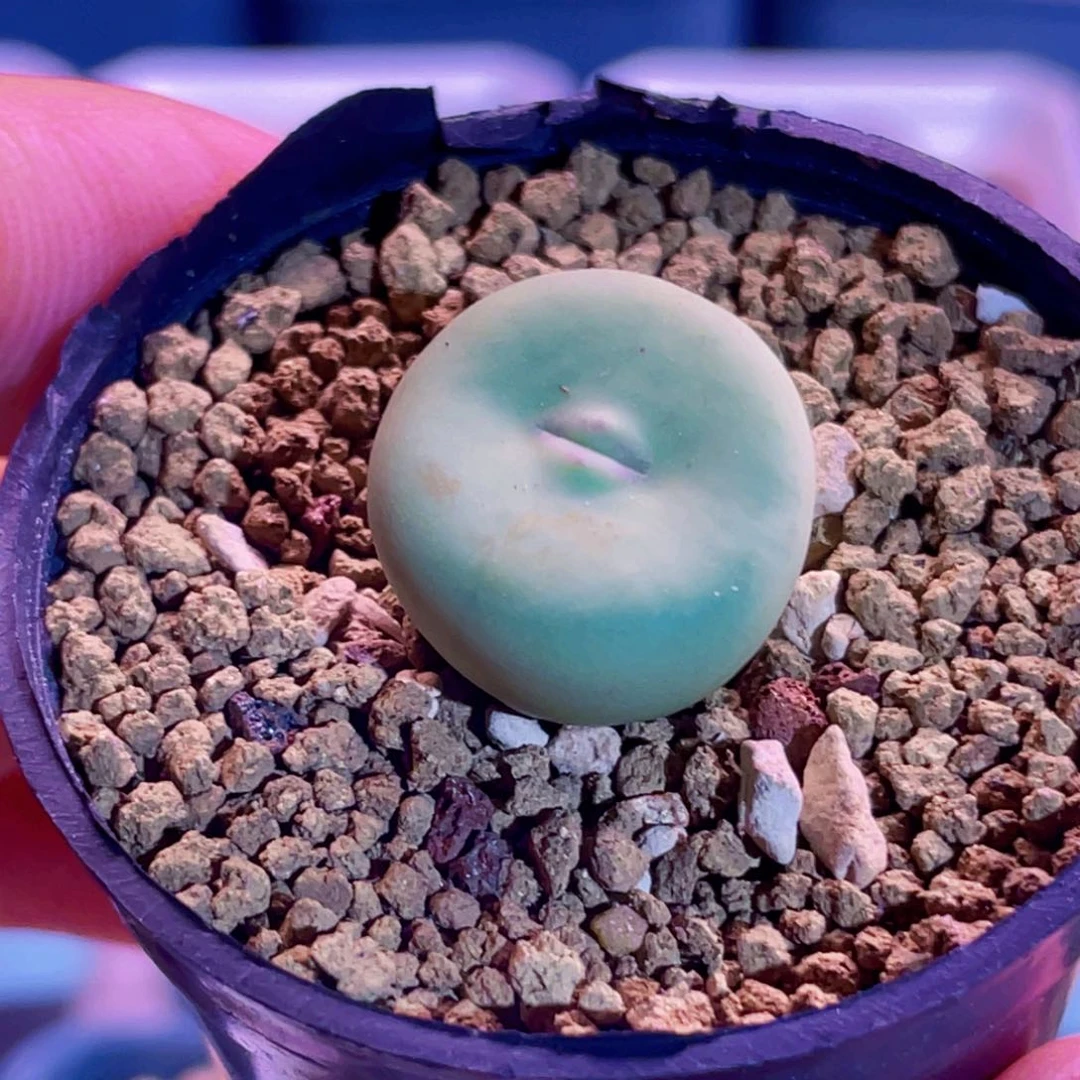 dows嘟嘟嘴植物一物一拍