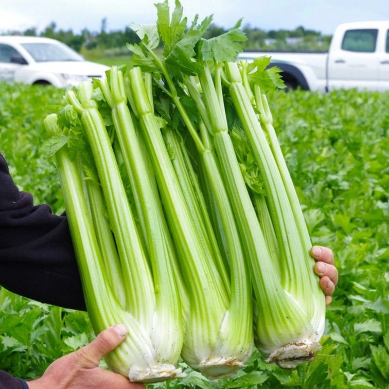 四季大肉西芹种子四季播肉厚脆爽洋芹菜种子高产阳台大棚蔬菜种子