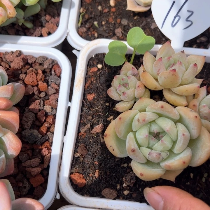 163白拉糖多肉植物