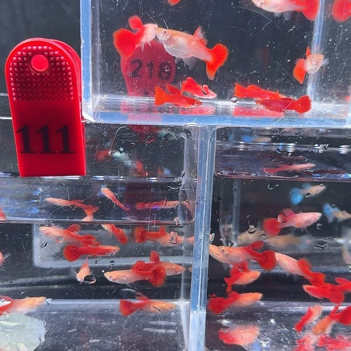 孔雀鱼111号，30条