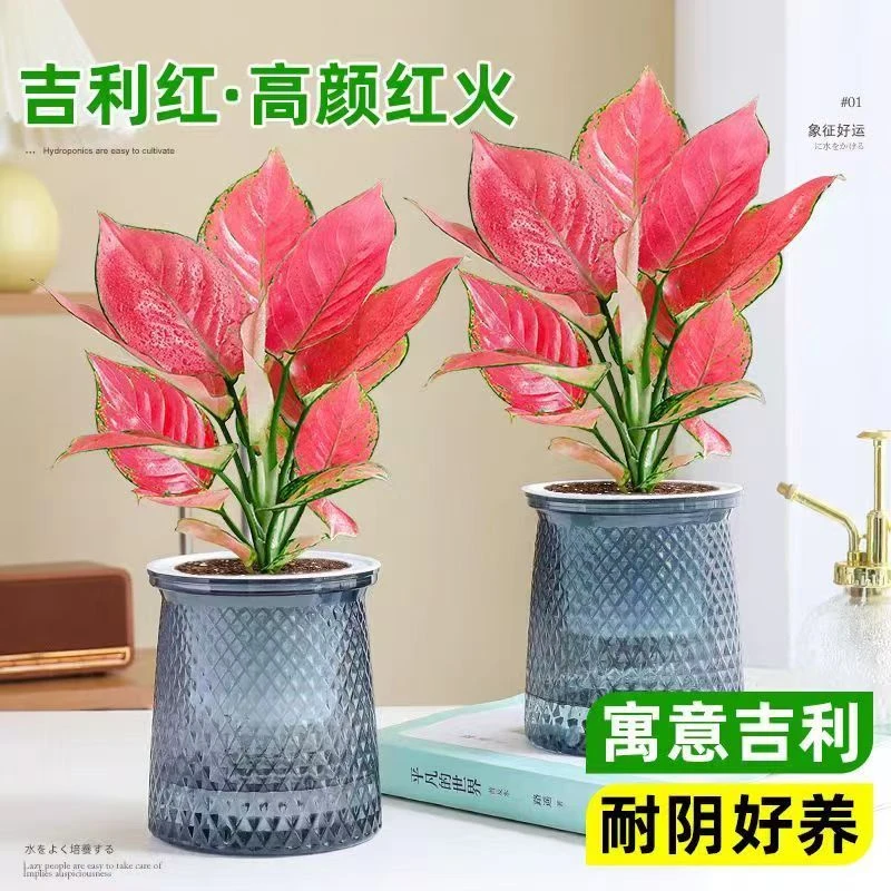 吉利红盆栽如意皇后办公室内彩叶绿植懒人水培植物四季好养易成活