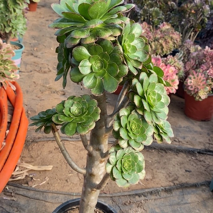 ｖ锦23多肉植物法师法师法师