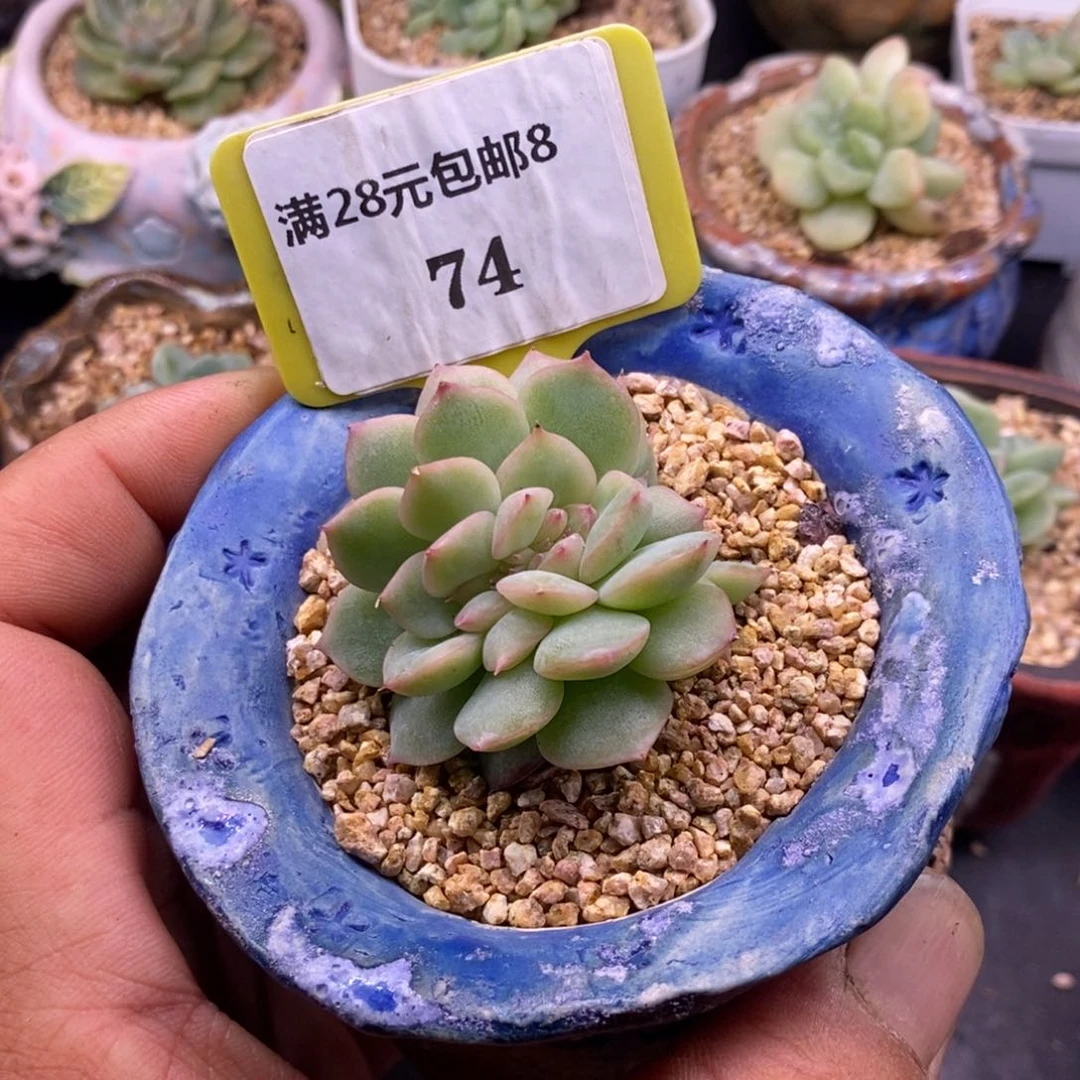 874玉笛缀化多肉植物