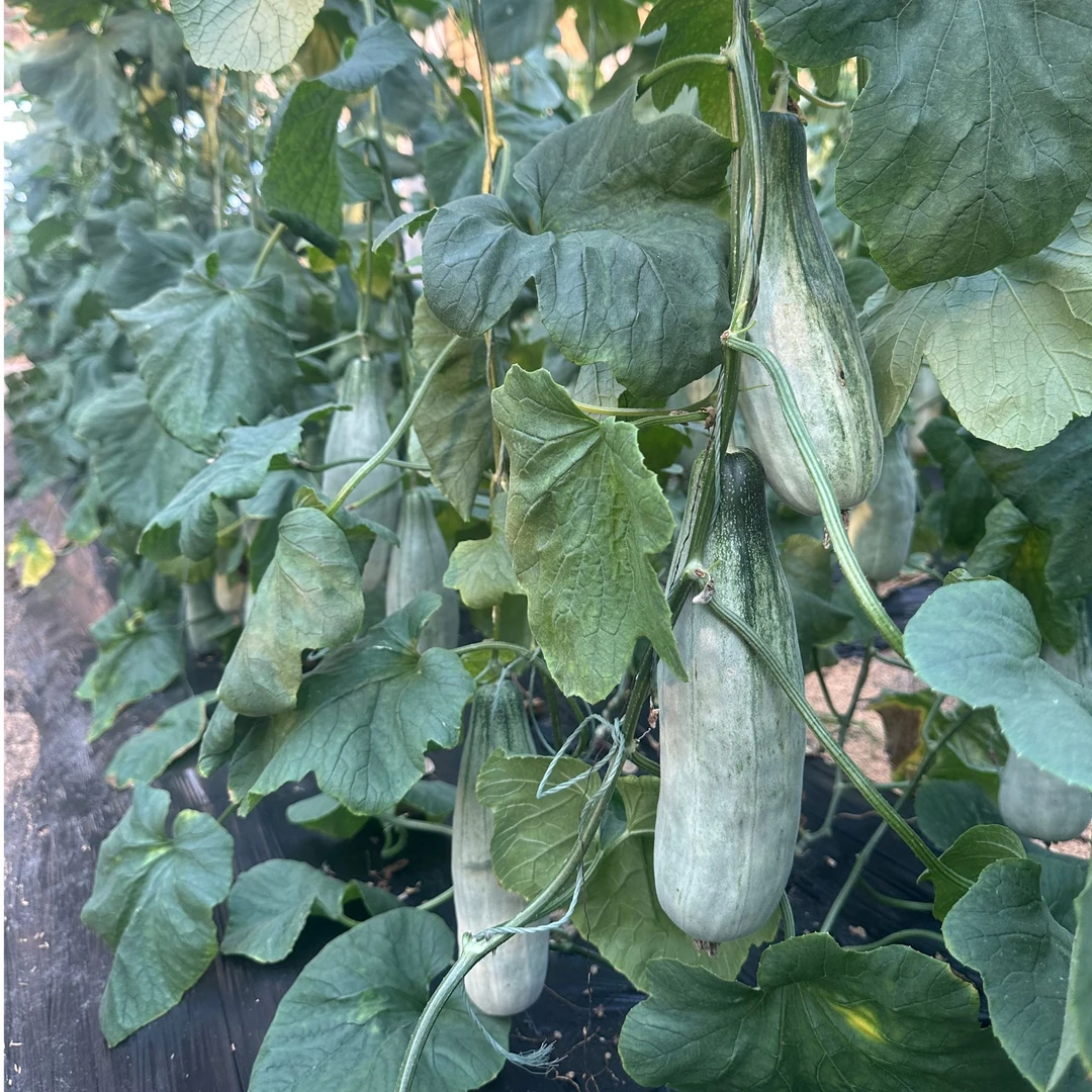 【产地直发】中通 山东潍坊羊角蜜甜瓜 脆甜多汁 新鲜水果头茬香瓜