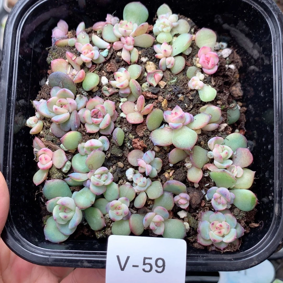 无花朵V59月英语英语