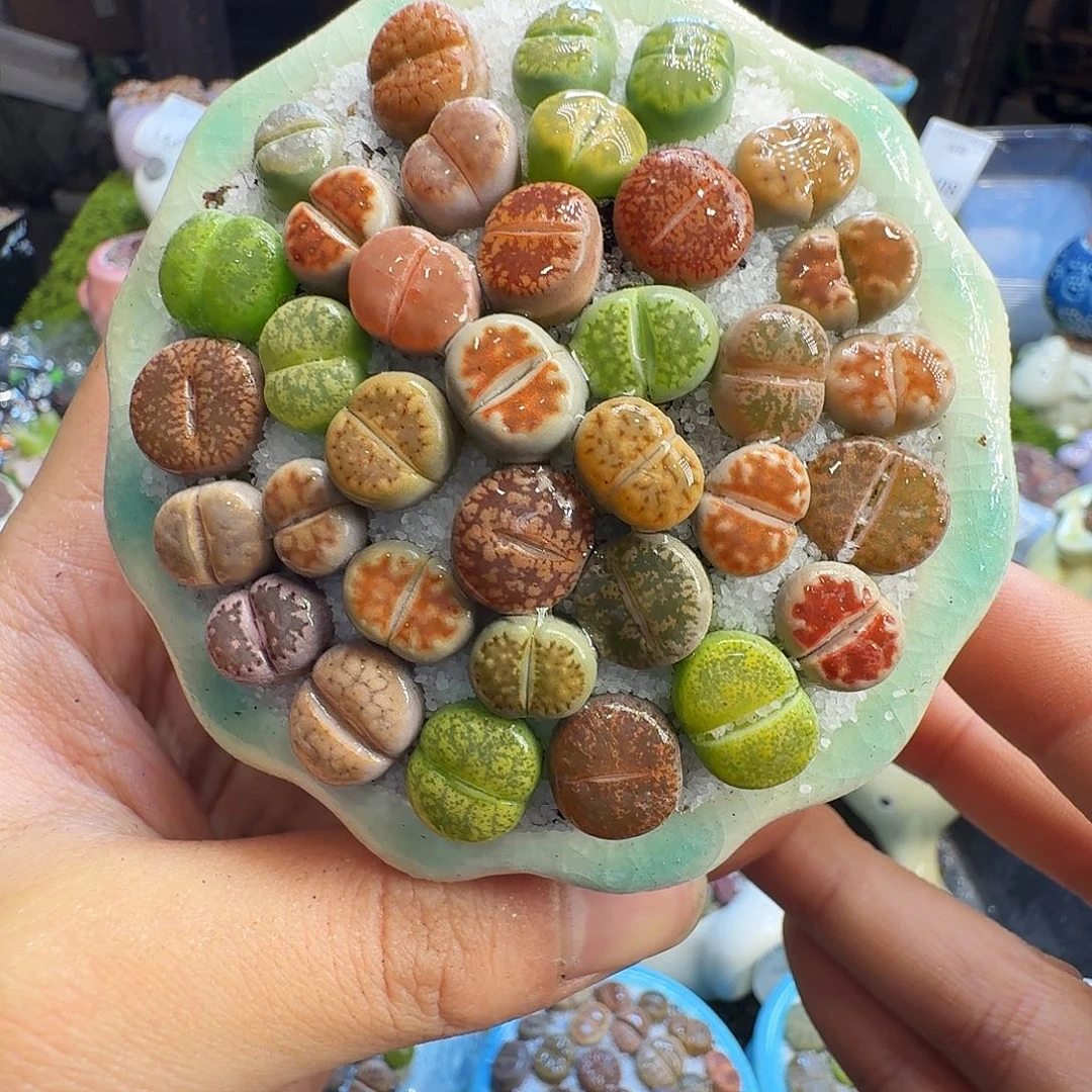 多肉葡萄的味道真的1453