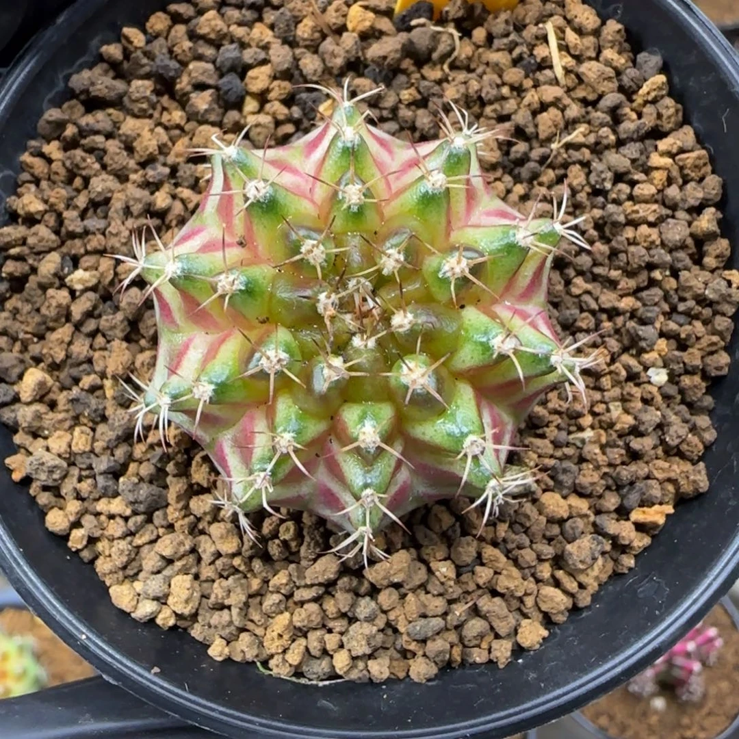 261号泰系实生轮回