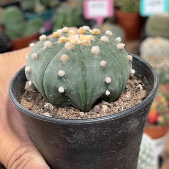 完全开放实生海星兜