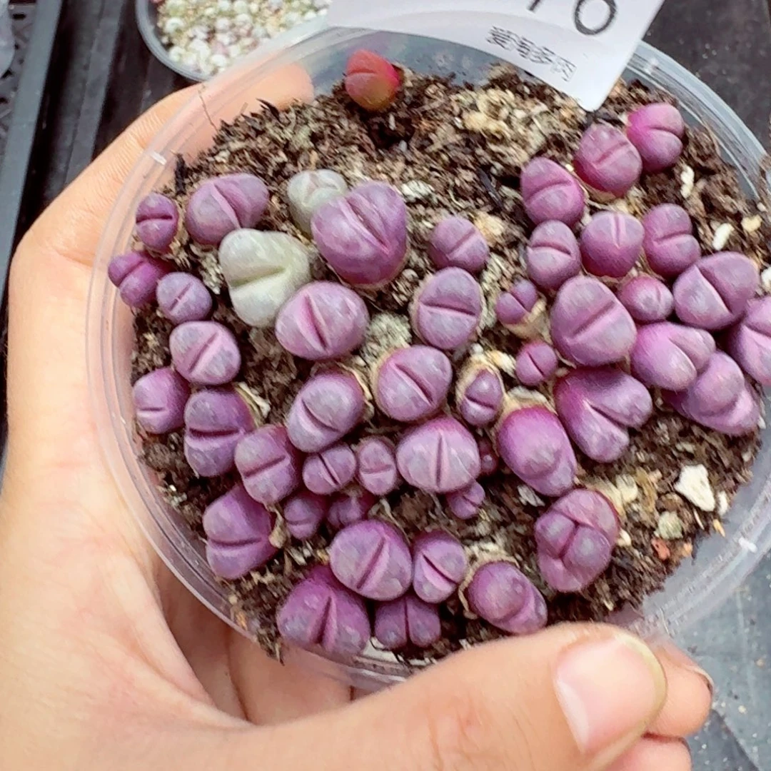 8976—–零下地区需拍保温箱