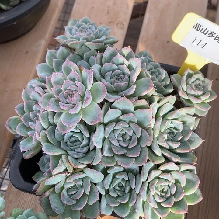 D114- 直播福利 东云捧花